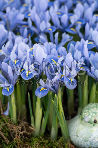 Iris reticulata Alida