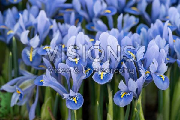 Iris reticulata Alida