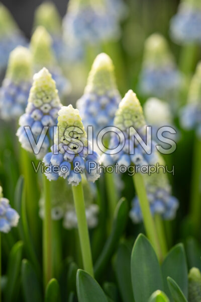 Muscari Mountain Lady