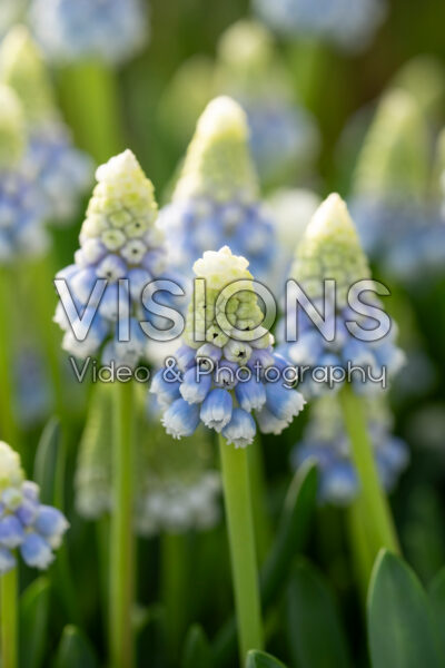 Muscari Mountain Lady Muscari Mountain Lady