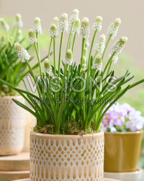 Muscari Casablanca