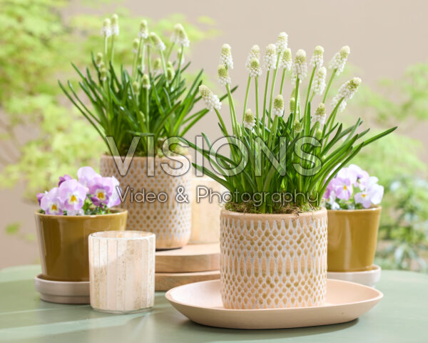 Muscari Casablanca