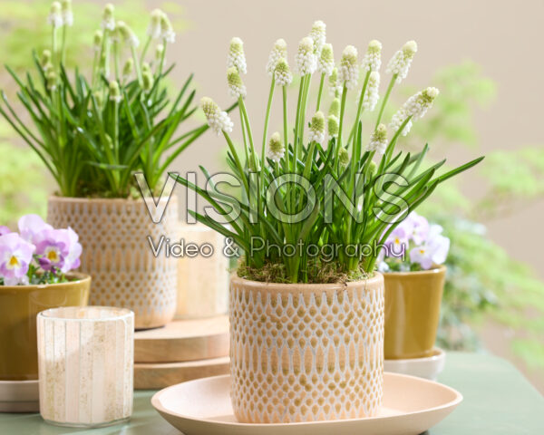 Muscari Casablanca