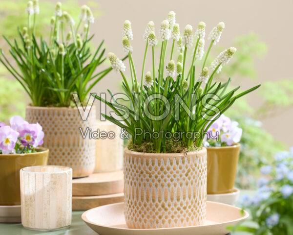 Muscari Casablanca