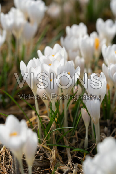 Crocus tommasinianus Barr's White