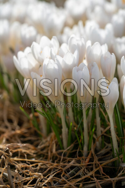 Crocus tommasinianus Barr's White