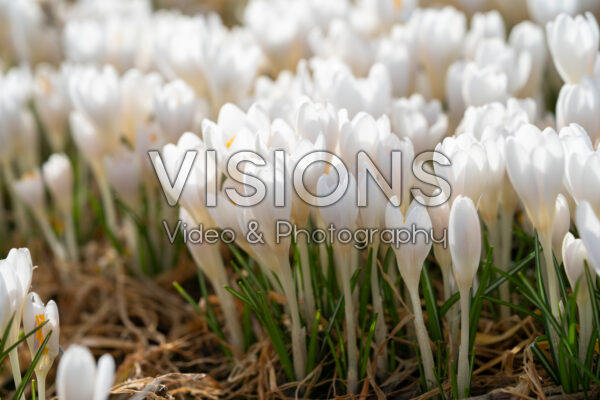 Crocus tommasinianus Barr's White Crocus tommasinianus Barr's White