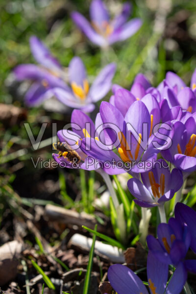 Crocus tommasinianus