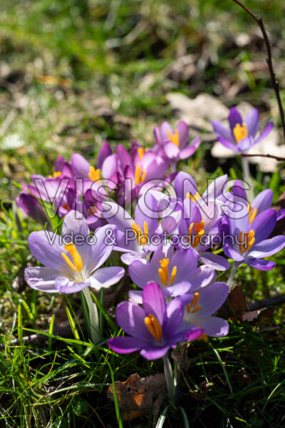 Crocus tommasinianus