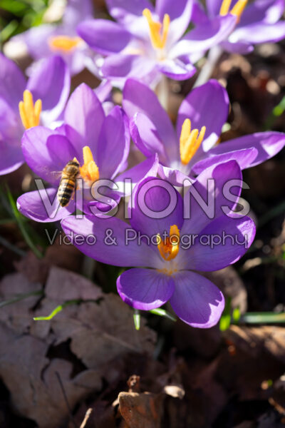 Crocus tommasinianus