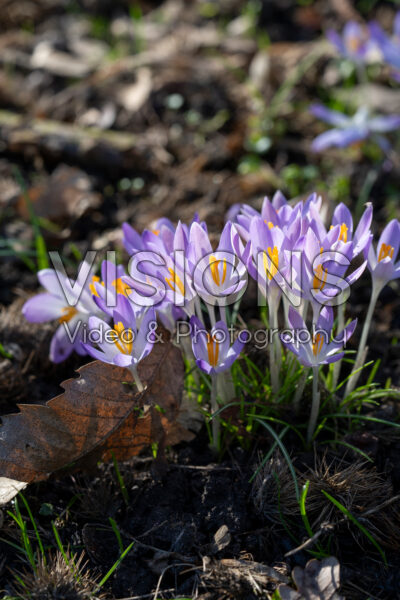 Crocus tommasinianus Crocus tommasinianus