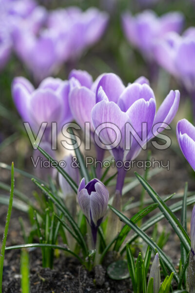 Crocus vernus Crocus vernus