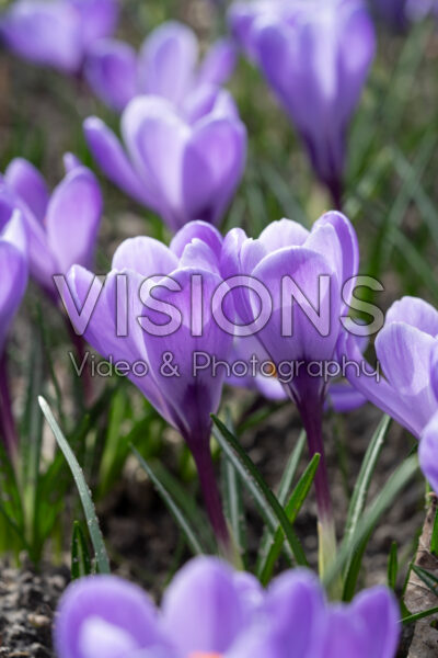 Crocus vernus Grand Maitre Crocus vernus Grand Maitre