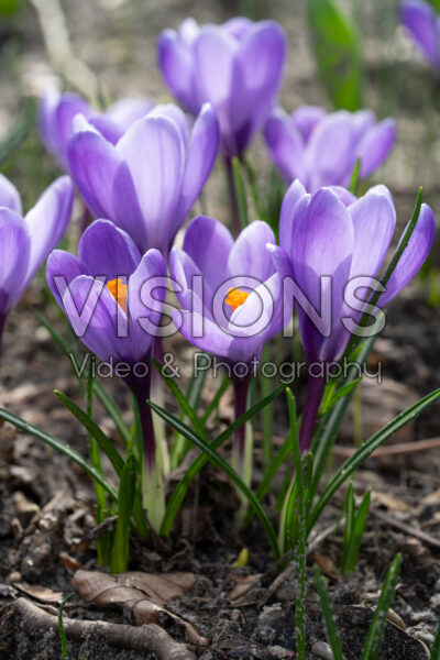 Crocus vernus Grand Maitre