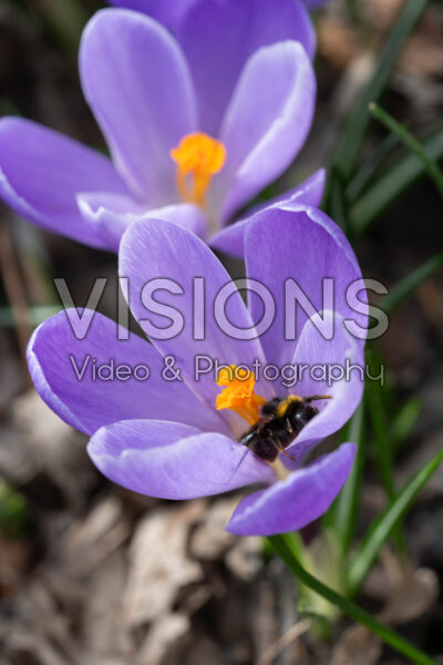 Crocus vernus Grand Maitre