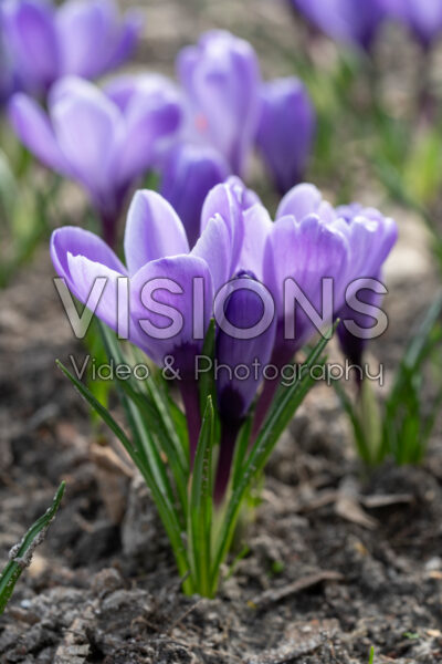 Crocus vernus Grand Maitre