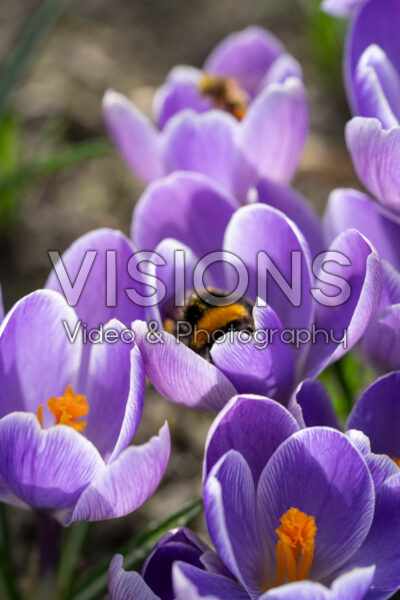 Bee in crocus flower Bee in crocus flower