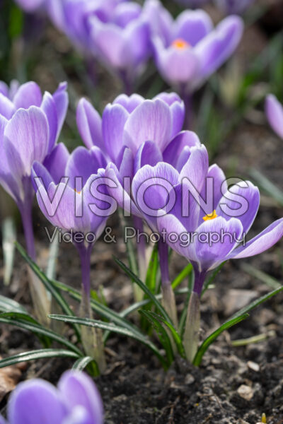 Crocus vernus