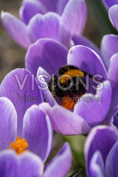 Hommel in krokus bloem Hommel in krokus bloem