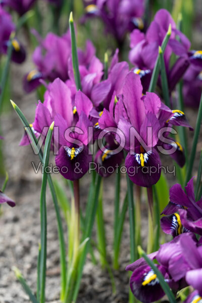Iris reticulata Purple Hill