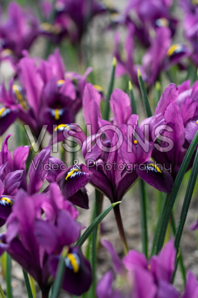 Iris reticulata Purple Hill