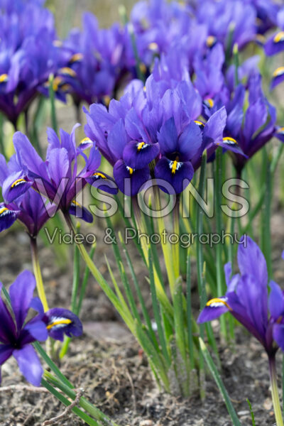 Iris reticulata Blue Hill Iris reticulata Blue Hill