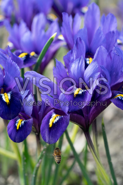 Iris reticulata Blue Hill
