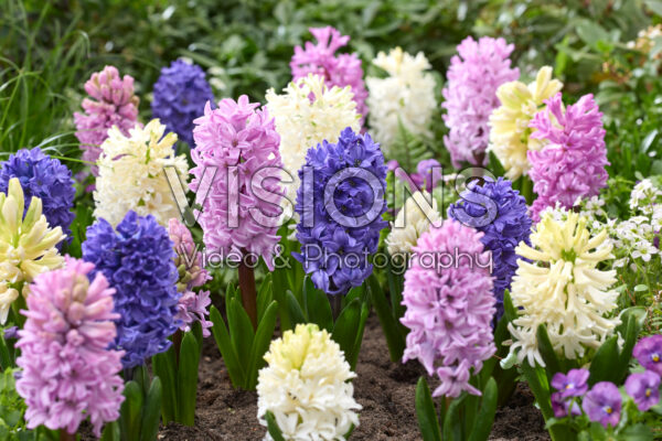 Hyacinthus mixed