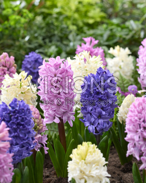 Hyacinthus gemengd