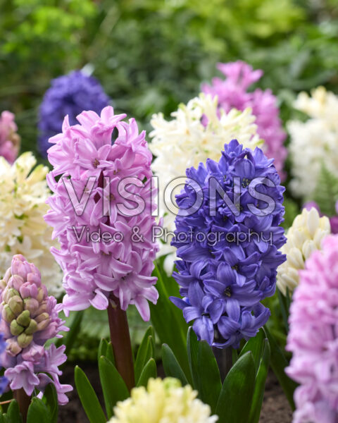 Hyacinthus combinatie Hyacinthus combinatie