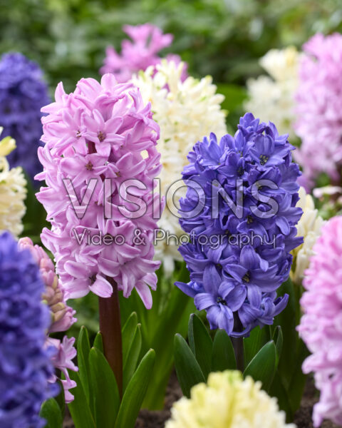 Hyacinthus combination
