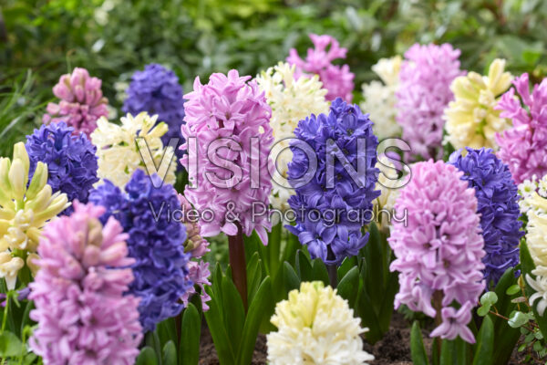 Hyacinthus mixed