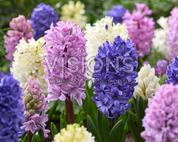Hyacinthus combinatie