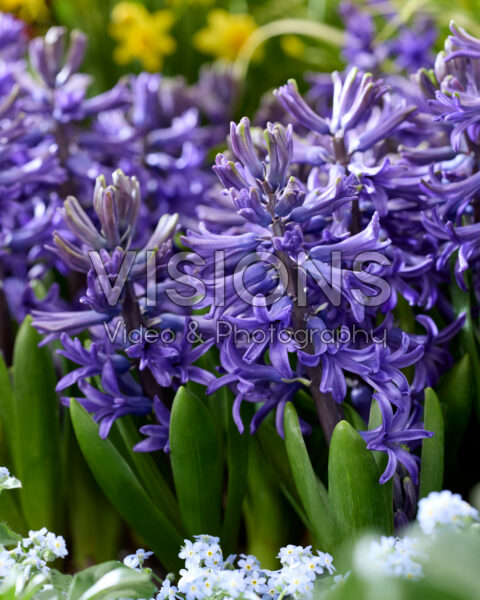 Hyacinthus Blue Pearl