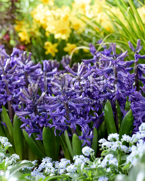 Hyacinthus Blue Pearl