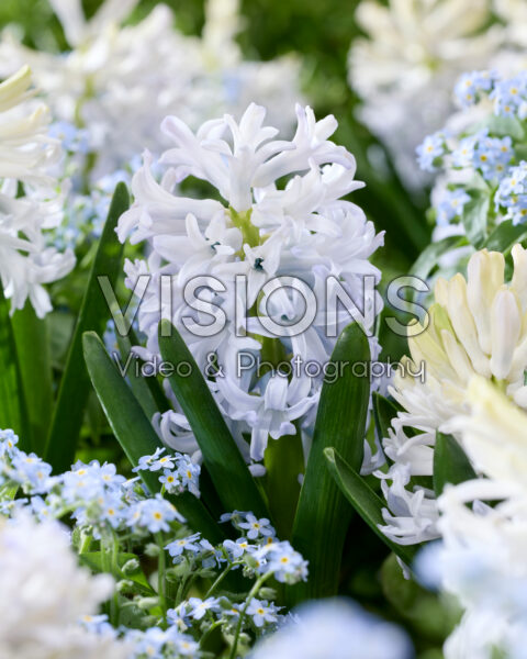 Hyacinthus Ice Blue Hyacinthus Ice Blue
