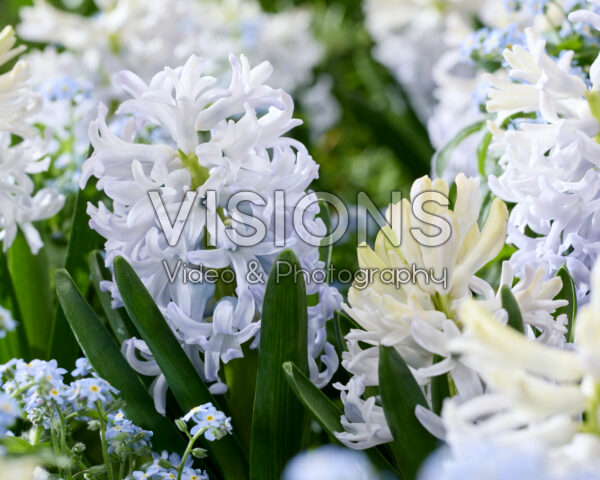 Hyacinthus Ice Blue