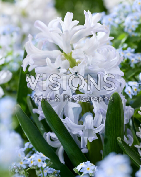 Hyacinthus Ice Blue