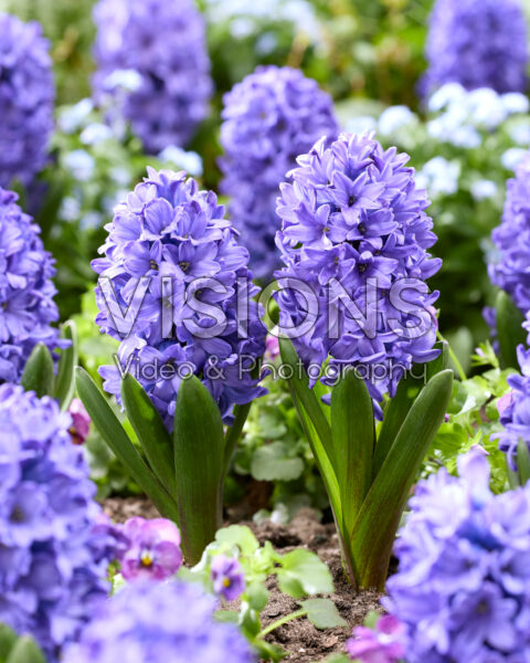 Hyacinthus Blue Star