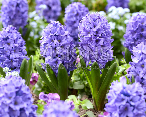 Hyacinthus Blue Star