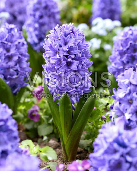 Hyacinthus Blue Star