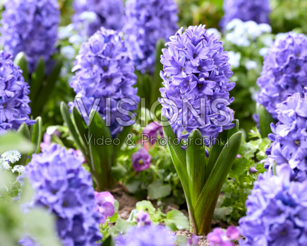 Hyacinthus Blue Star