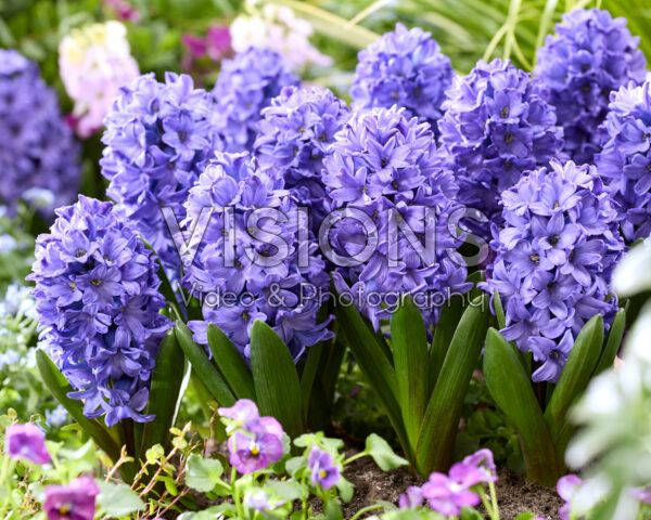 Hyacinthus Blue Star