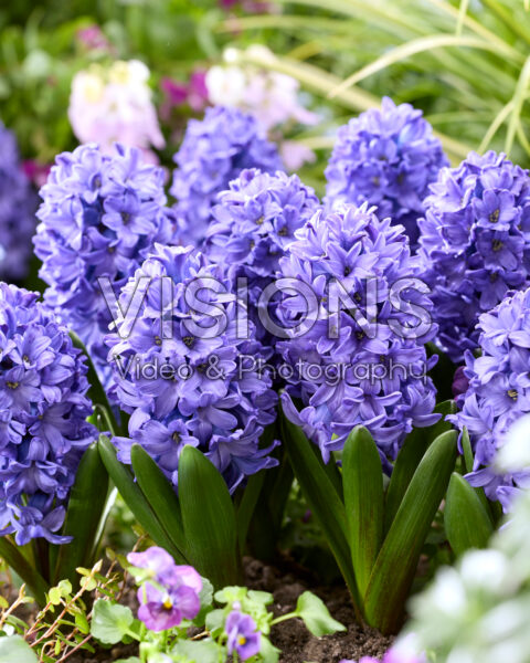 Hyacinthus Blue Star