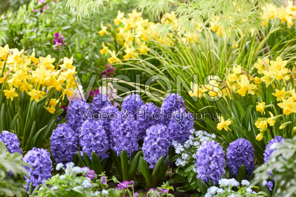 Hyacinthus Blue Star Hyacinthus Blue Star