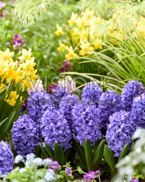 Hyacinthus Blue Star Hyacinthus Blue Star