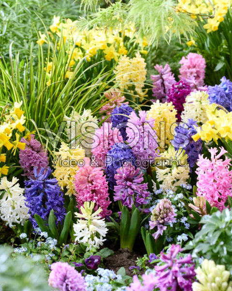 Hyacinthus gemengd