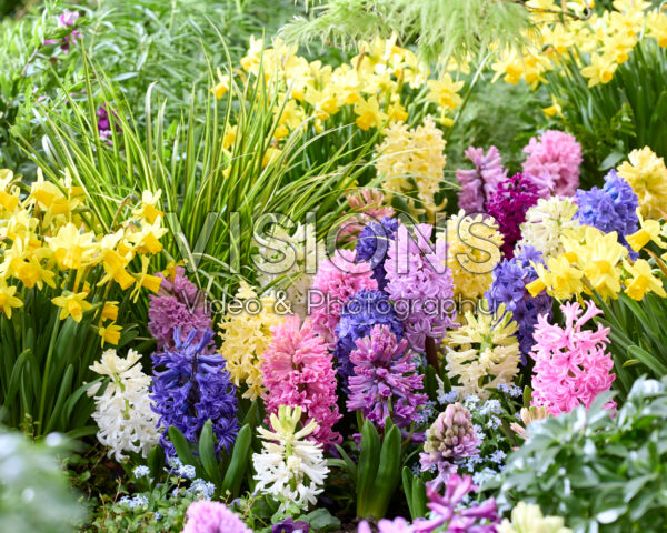 Hyacinthus gemengd Hyacinthus gemengd