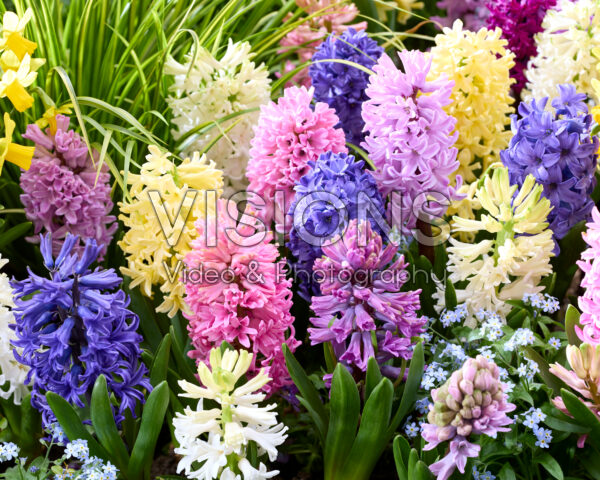 Hyacinthus gemengd