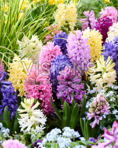Hyacinthus mixed Hyacinthus mixed